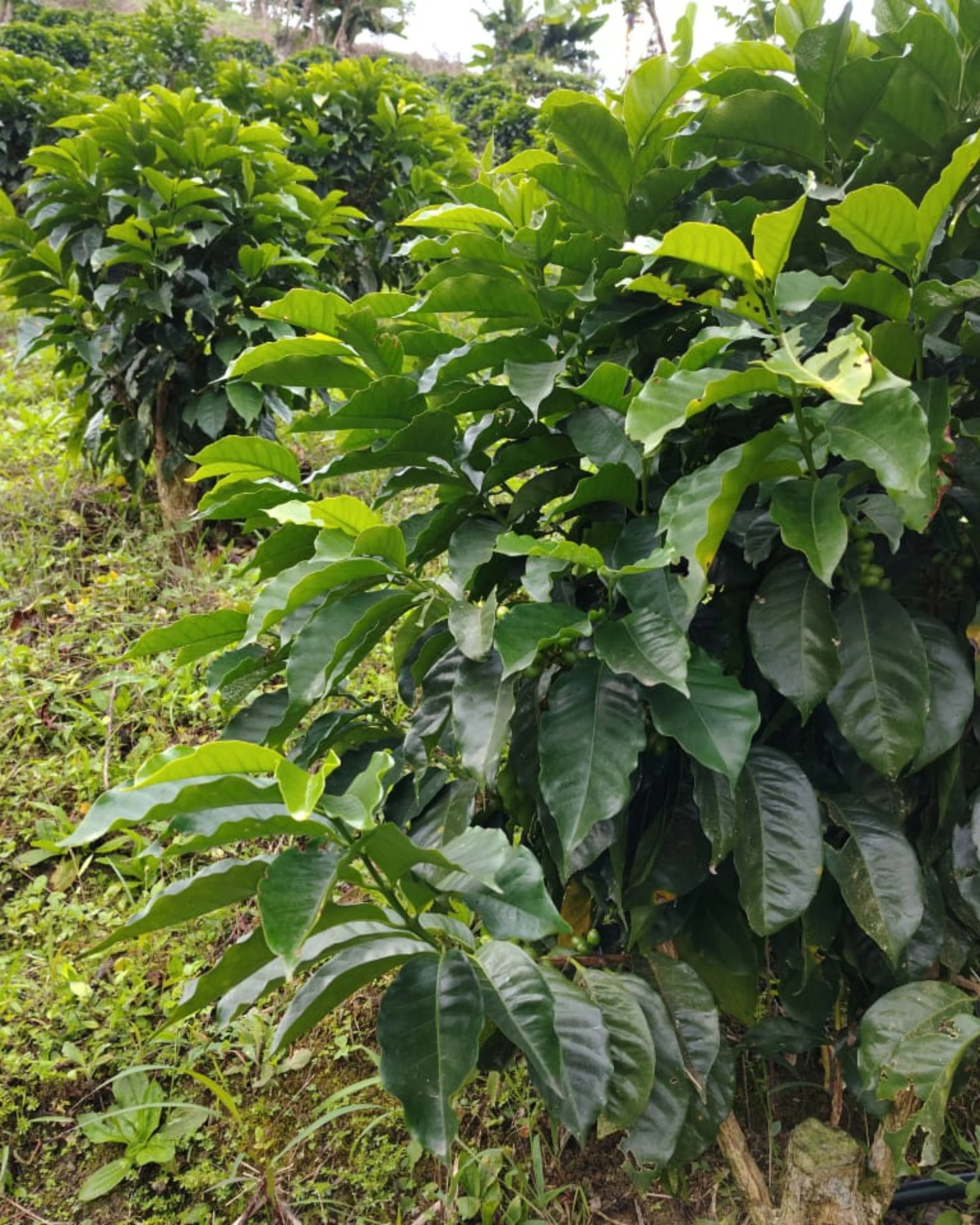 CosechaMás imagen 10