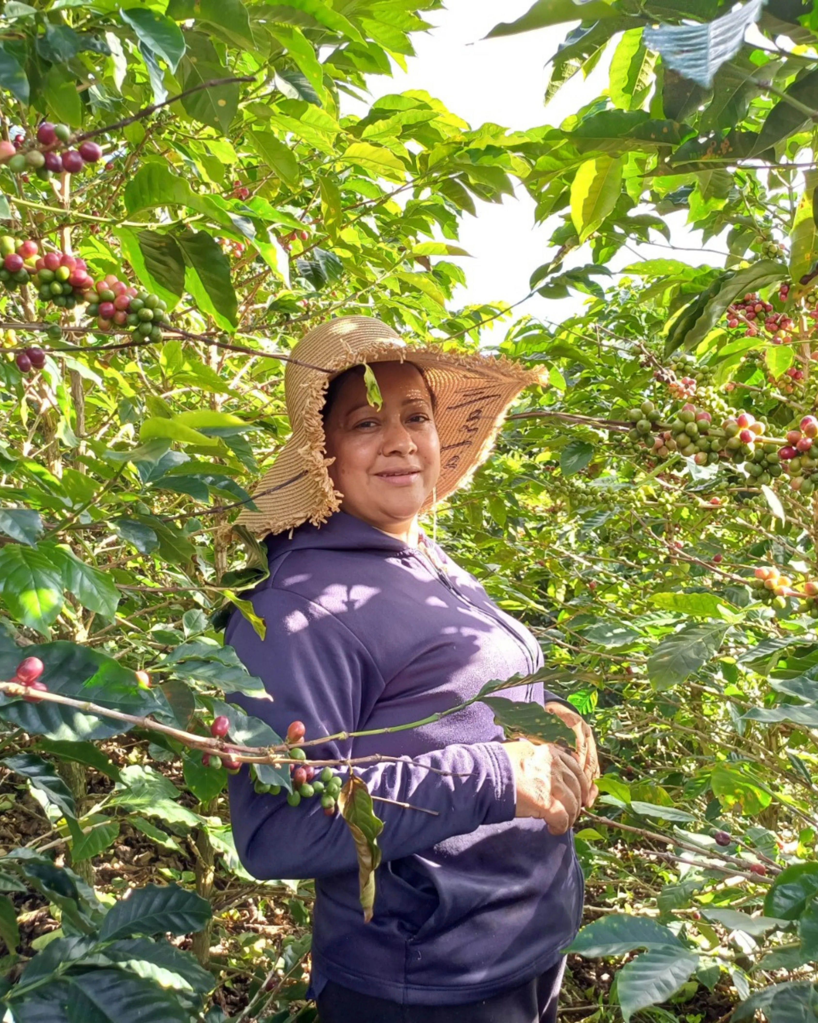 CosechaMás imagen 4